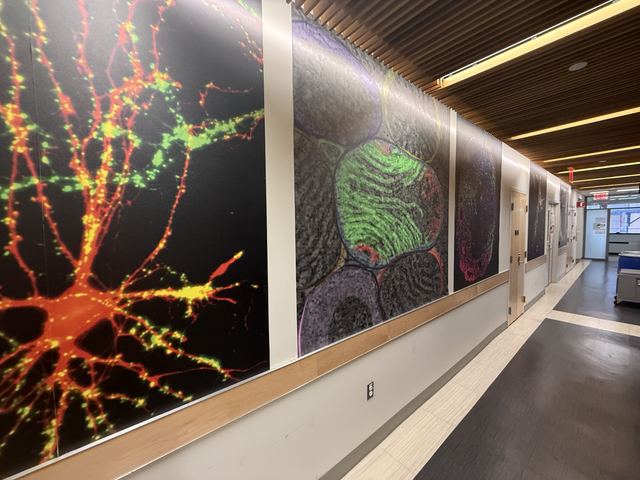 Hallway of a research building lined with large colorful fluorescence-microscopy murals of neurons and tissue sections