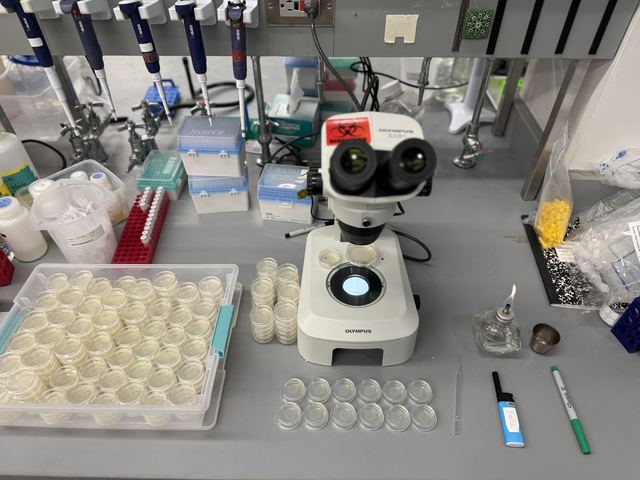 Clean, well-lit lab bench with an Olympus stereo microscope, racks of pipettes, trays and stacks of small petri dishes, and an alcohol burner; no people