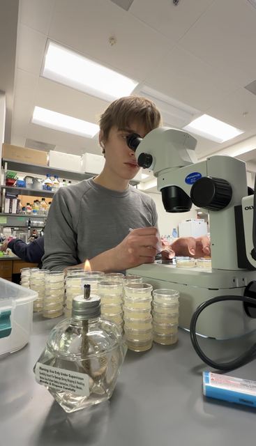 Evan working at a lab bench behind a stereo microscope, surrounded by stacked petri-dish cultures, with a lit alcohol lamp in the foreground; candid but well-composed research shot