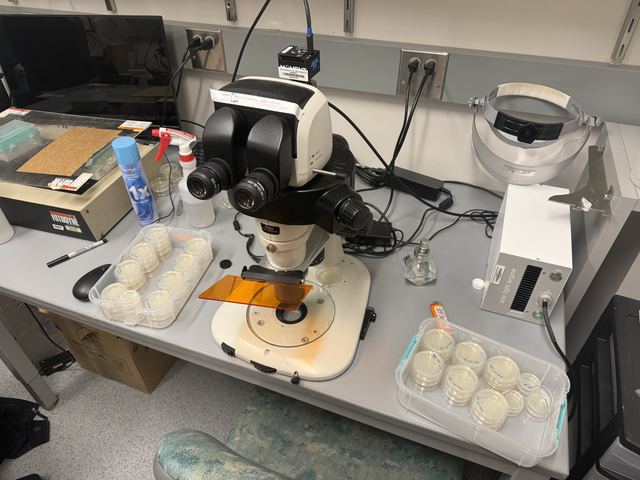 University lab bench with a fluorescence stereo microscope fitted with an orange emission-filter shield, flanked by trays of petri-dish cultures and a small controller unit; no people