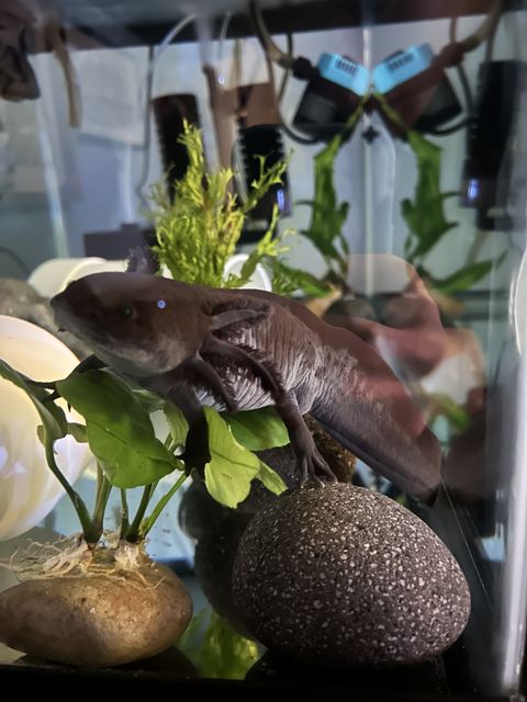 Dark axolotl (Tenen) resting on a speckled rock among live aquarium plants; shot through aquarium glass with some reflections and equipment visible