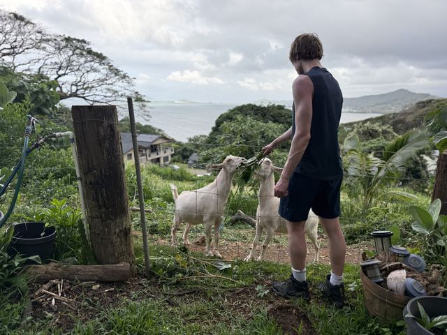 Evan seen from behind feeding greens to two white goats at a fenced hillside farm plot overlooking the ocean, tropical vegetation and a distant island visible