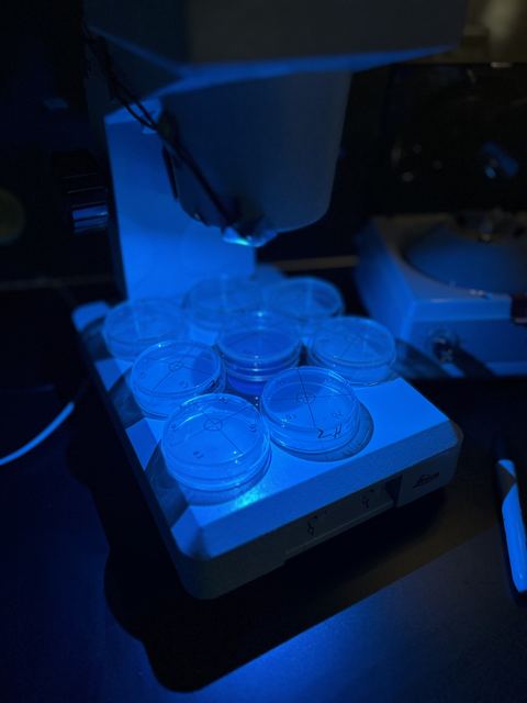 Dark lab scene with eight labeled petri dishes glowing under blue light on a Leica microscope base, more equipment in shadow behind