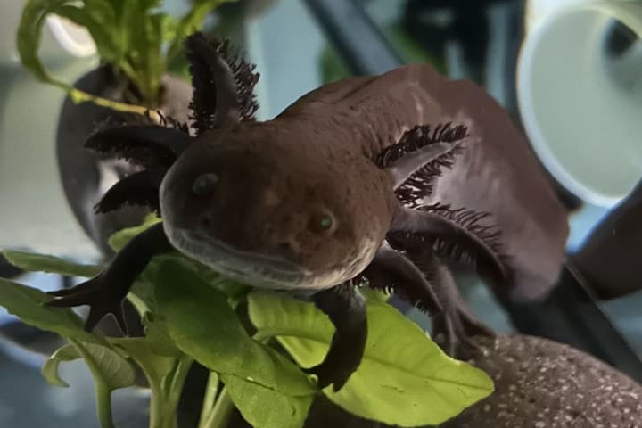 Evan's axolotl facing the camera from an aquarium plant with its gills spread